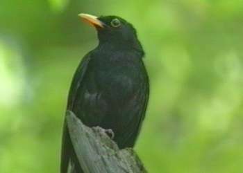 Amsel