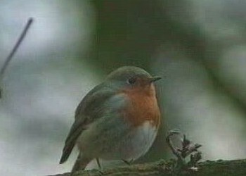 Rotkehlchen