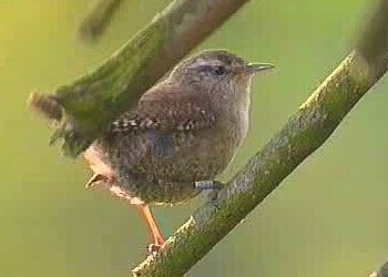 Zaunk&ouml;nig