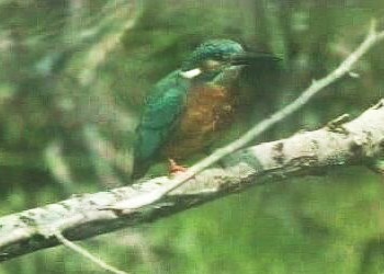 Eisvogel